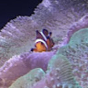 Meet your Posher, Elinor